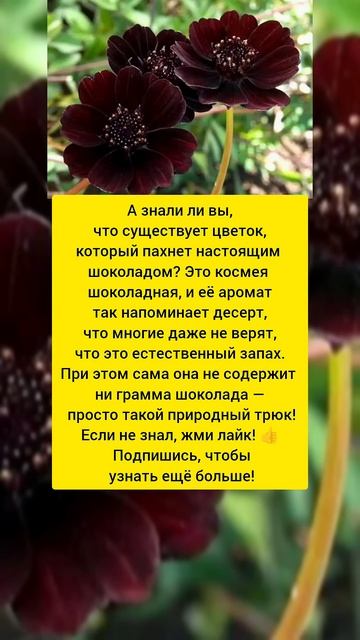 😲 Цветок, который пахнет шоколадом #наука #растения #ц смотреть онлайн