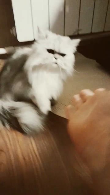 мини котик смотреть онлайн