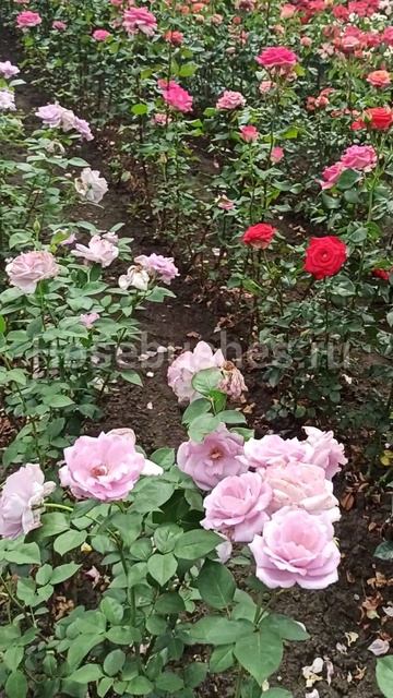 "Розы БУШЕС" ЛПХ смотреть онлайн