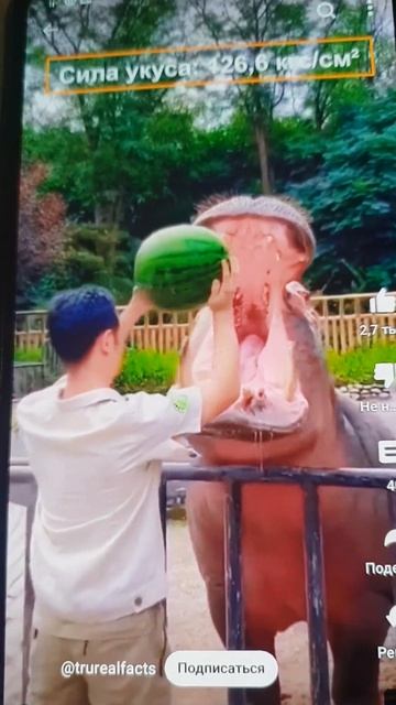 Бегемот ест арбуз часть 2 смотреть онлайн