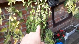 Выращивание помидоров в горшках