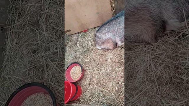 Коза ест сено в Европе смотреть онлайн