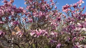 Магнолия гибридная Бетти 2025 г. Размножение отводкой.