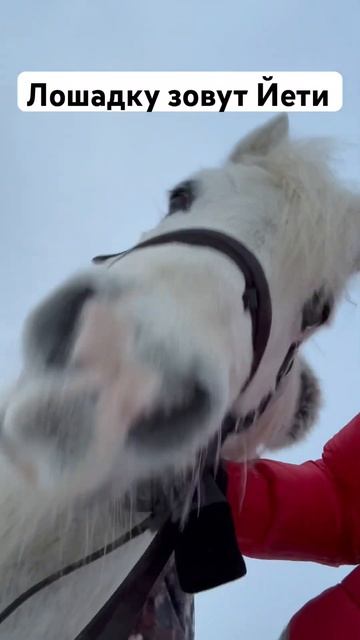 Еду верхом на лошади / Horseback riding #horse #pony #собака #пони смотреть онлайн