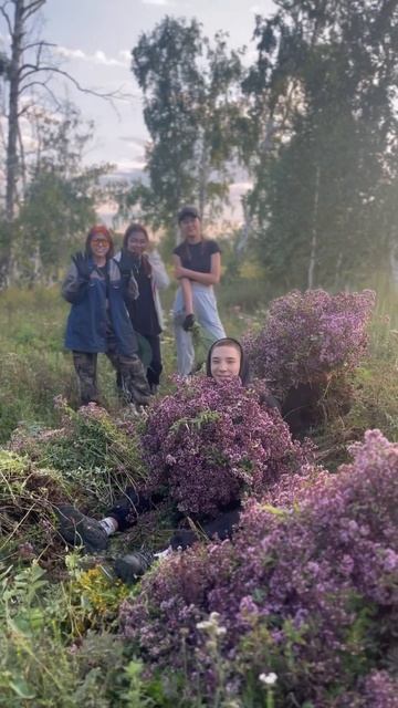 Душица #душица #villagelife #лекарственныерастения #башкорт смотреть онлайн