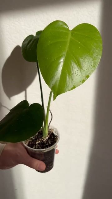 Уход за комнатными растениями 🪴 #plants #цветы #растения смотреть онлайн