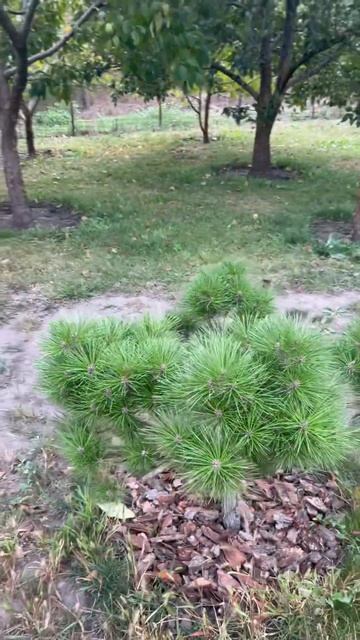 #conifers #pine #хвойные #сосна #елка #дача #country #сад #садоводс? смотреть онлайн