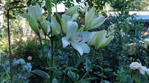 Лилии  в саду ЛА гибриды