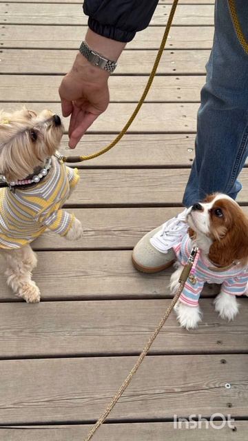 БОНЯ И НОРА ....КРАСОТКИ смотреть онлайн