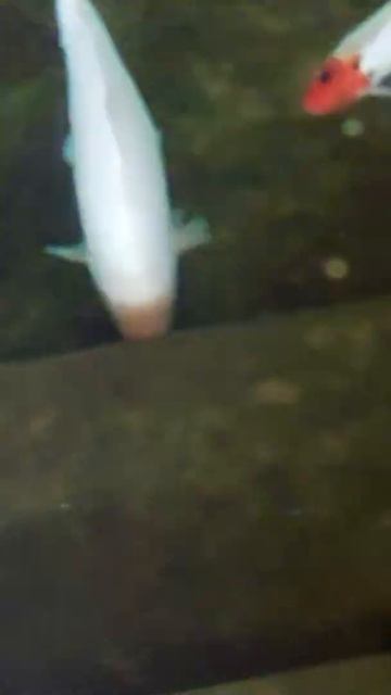 рыбки в парке галицкого