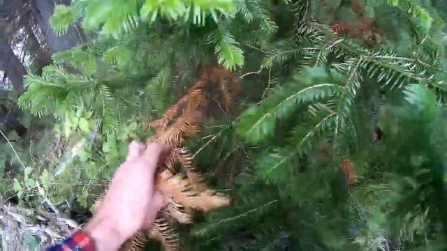 Пихта вымирает Пермский край д.Тихая смотреть онлайн