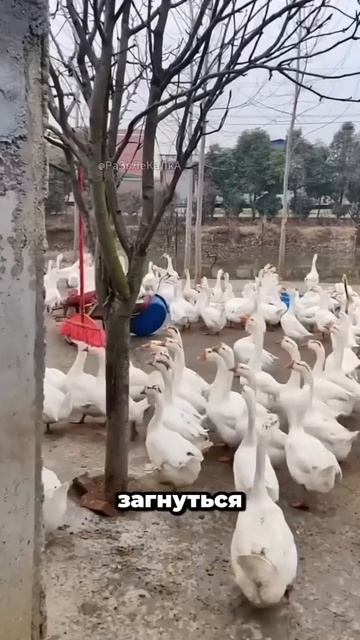 Счастливые люди не могут быть злыми! #успех #правильны? смотреть онлайн