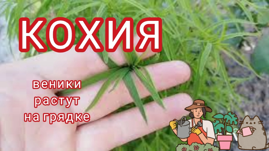 Веник можно вырастить у себя на клумбе. смотреть онлайн