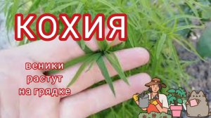 Веник можно вырастить у себя на клумбе.