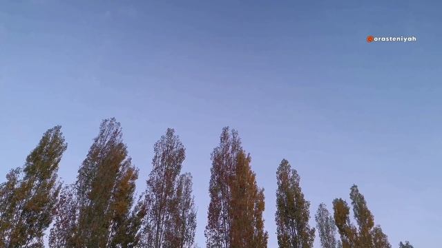 Тополь Интересные факты, которые вы могли не знать 🌳 смотреть онлайн