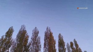 Тополь Интересные факты, которые вы могли не знать 🌳