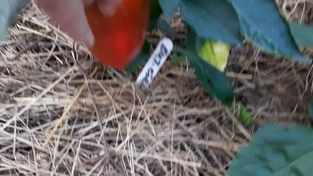 Обзор сладких перцев..сезон 2023 смотреть онлайн