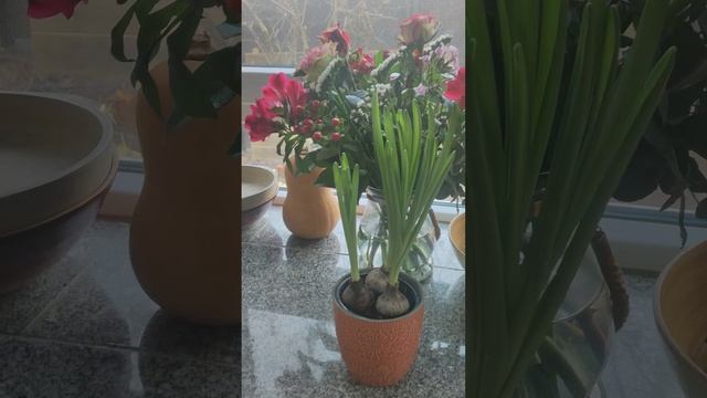 Что делать с Гиацинтом после покупки зимой? смотреть онлайн