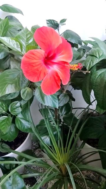 когда расцвел гибискус, можно радоваться всего сутки. смотреть онлайн