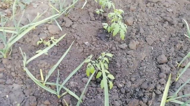 Высадка  помидоров в   апреле