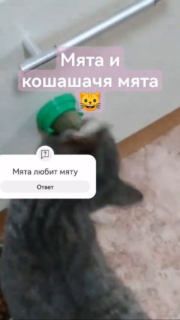 мята и кашшачя мята смотреть онлайн