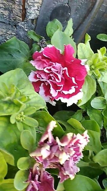 петуния махровая ред пируэт #петуния #рассадавыращива смотреть онлайн