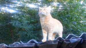 Прогулка по крышам