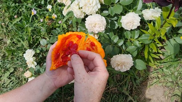 Момордика смотреть онлайн