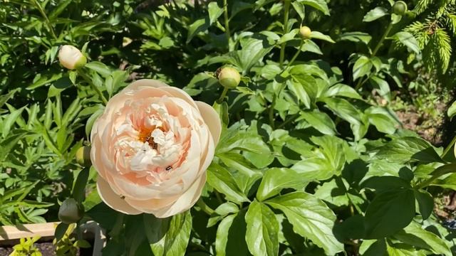 НЕМНОГО ЛЕТА🌞🌸-ЗИМОЙ ☃️🎄.ЦВЕТЕНИЕ ПИОНОВ. декабрь смотреть онлайн