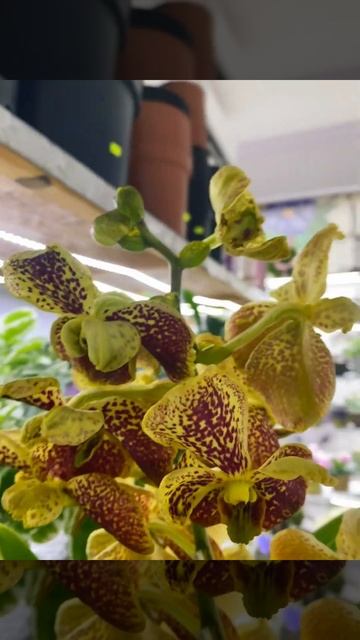Орхидея Ванда мутант жёлтый 4.2.25 #flowers #plants #кімнатнікві смотреть онлайн
