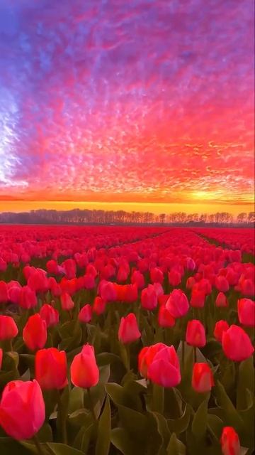 мгновение весны #ландыши #весна смотреть онлайн