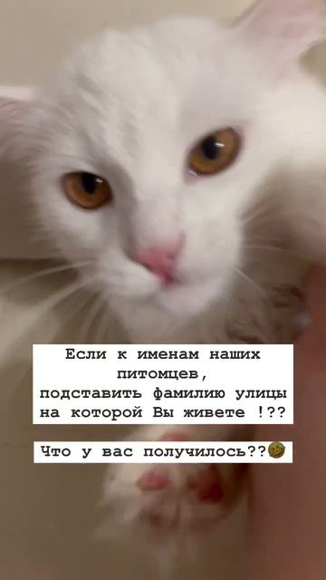 #memes #memes #ландыши #кот #baby #funny #тикток #прикол #топ смотреть онлайн