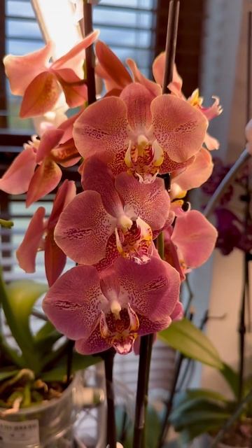 Phalaenopsis Orchid Leco Fantastic 🥰 Dragon Heart 🐉💗 Фаленопсис орхидея смотреть онлайн