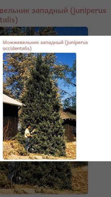 Можжевельник западный (juniperus occidentalis) смотреть онлайн