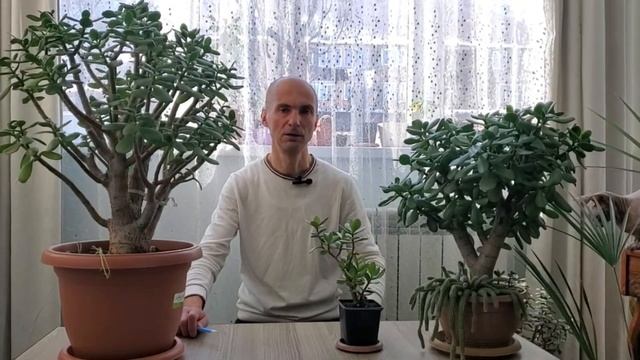 Готовим Крассулы к обрезке ПРАВИЛЬНО | Толстянка | Ден? смотреть онлайн