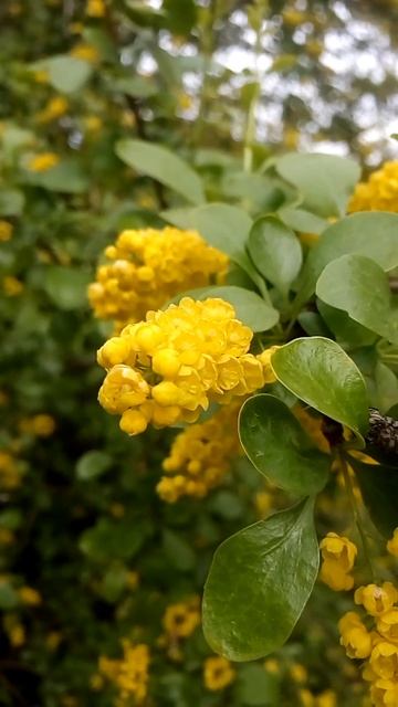 Interesting beautiful yellow barberry flowers in spring Интересные красивые же? смотреть онлайн