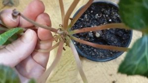 Как спасти цикламены: гниют цветоносы, скручиваются л?