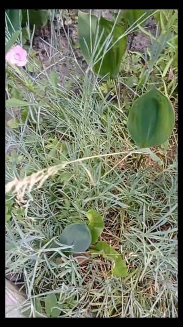 Садовая гвоздика смотреть онлайн