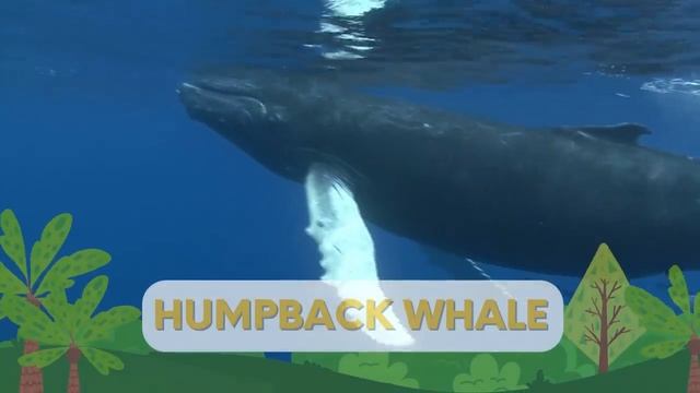 Wild Animals Learn Wild Animals Name In English Kids_vocabulary