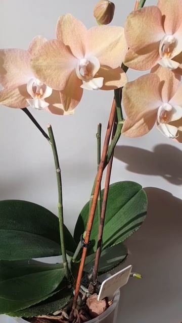 New legato #орхидеи #phalenopsis #коллекцияорхидей #цветы#цветон? смотреть онлайн