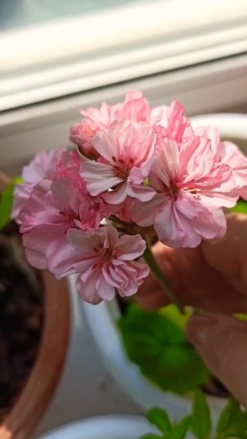 Пеларгония розовая 🌹🤭👸🍓🍒🍑🍎 смотреть онлайн