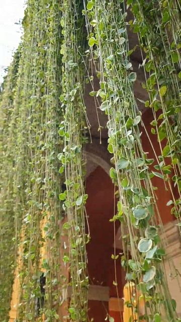 Дихондра ползучая. смотреть онлайн