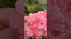 пеларгония сорт Cara Rosa