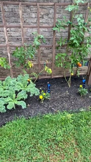 Это Избавляет от вредителей помидоры!Бархатцы от вред смотреть онлайн