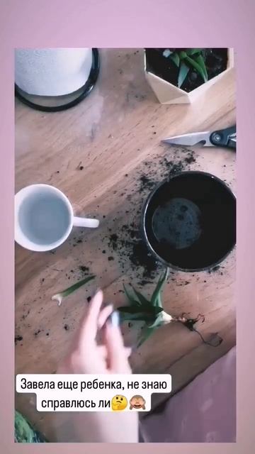 сажаю Алоэ ,очень полезное растение на мой мамский взг смотреть онлайн