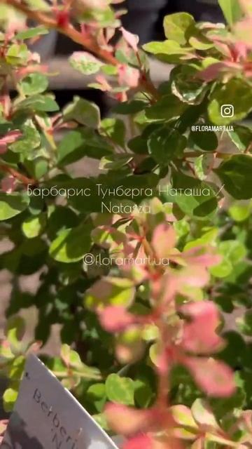 Барбарис Тунберга Наташа / Natasza #garden #plants #gardening #flowers #natur смотреть онлайн