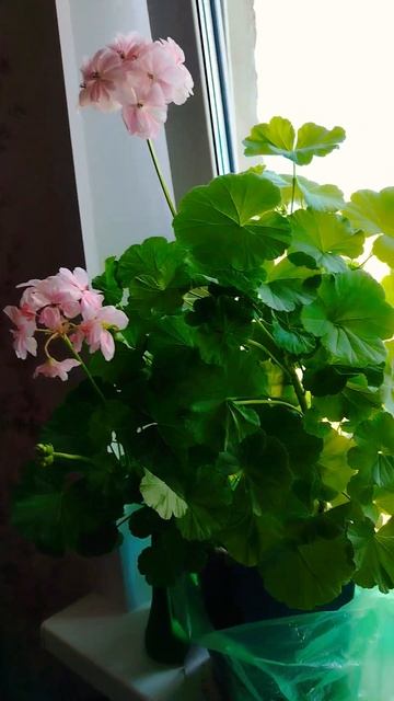 #жизнь #цветы#герань смотреть онлайн