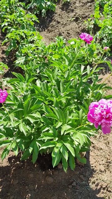 Пионы #моясибирь #лето2024 #цветы #пионы смотреть онлайн