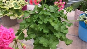 Пеларгония. ЕС Скарлетт О’Хара.