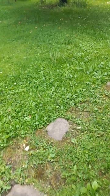 про пчёл. Пчёлы вокруг есть, но их нет))) смотреть онлайн